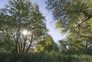 Sun peeking through trees at Torrance Ranch Preserve.
