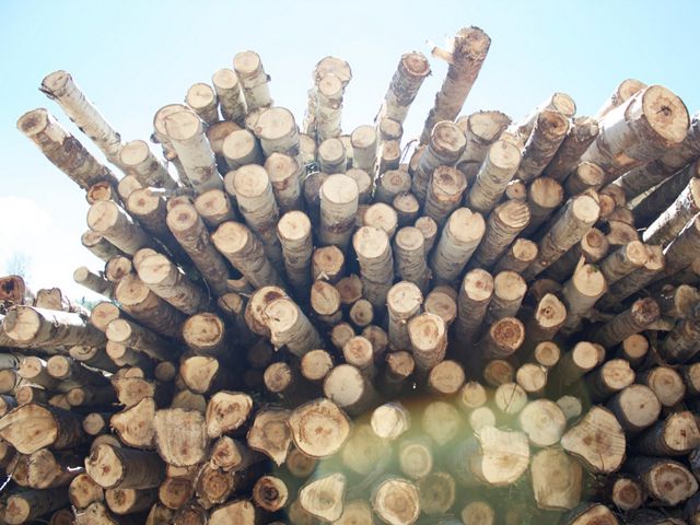 A pile of cut logs.