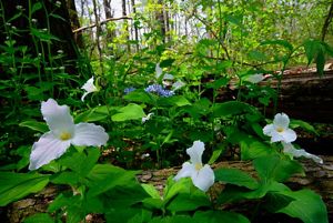 White wildflowers bloom among greenery in a forest.