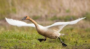 Trumpeter swan running to take off flying.