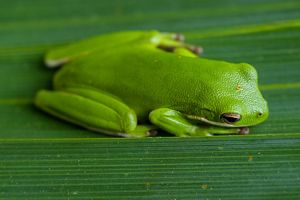 A lime green treefrog camouflages itself on a green leaf.