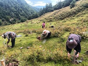Four people bending over in a field.