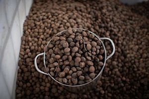 Closeup of a metal bucket filled to the brim with acorns sitting in a large bin full of acorns.