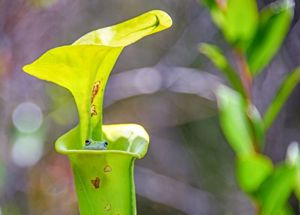 A small green frog peeks out from a green flower stem.