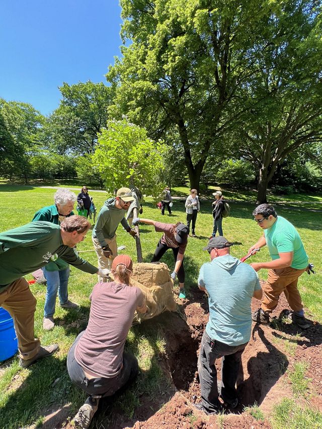 A group of people dig a hole to prepare a tree for planting.