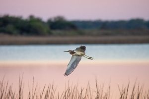A tricolored heron soars along wetlands at Mad Island Marsh Preserve.