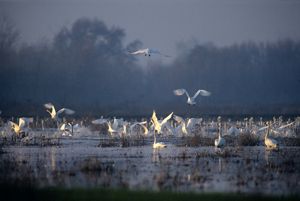 Flock of large white swans in a wetland, some sitting on the water and others coming in for a landing.  