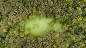 An overhead shot of a tupelo and cypress forested swamp.