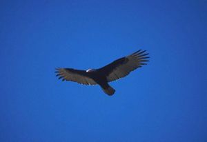 A turkey vulture soaring in a blue sky.