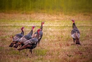 Group of four turkeys in a field looking at a lone turkey.