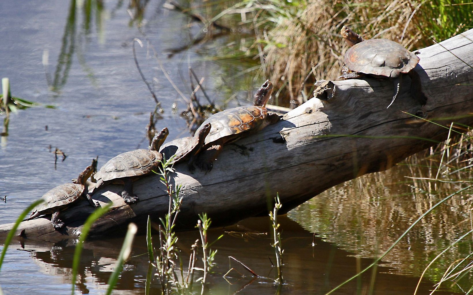 Turtles at River Fork Ranch The Western Pond Turtle lives in northwest Nevada in perennial water bodies, which are fed by groundwater, like the Truckee and Carson Rivers or nearby ponds.   © Doug Dill 