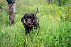 a dark brown dog called Yogi.