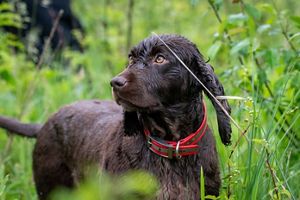 a dark brown dog called Skeeter.