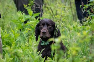 a dark brown dog called Ruger.
