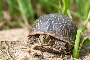 A small turtle with a domed shell on sandy soil surrounding by green grass stems.