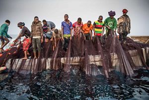 Fishers using a net to pull fish from the lake.