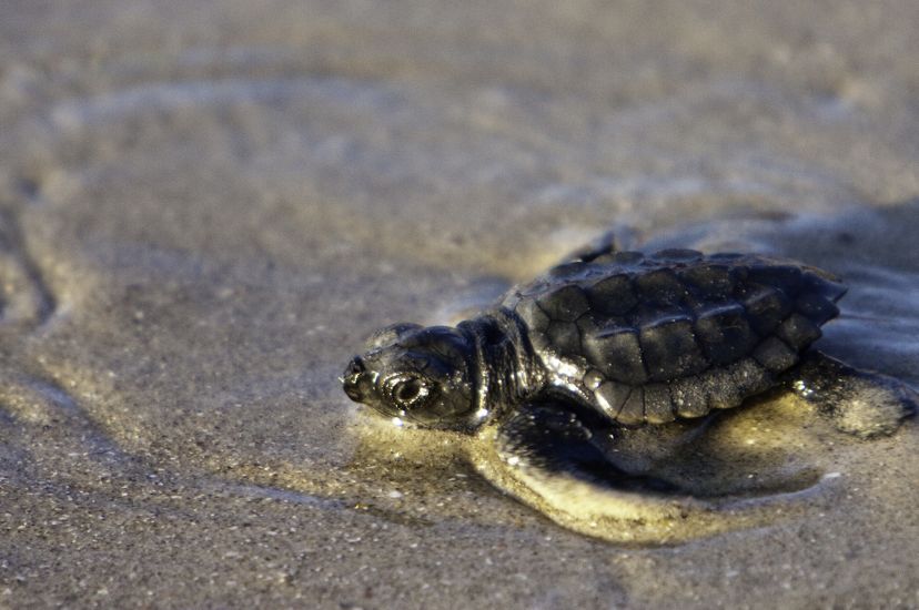 Juvenile Kemp’s Ridley sea turtle moving through wet sand.