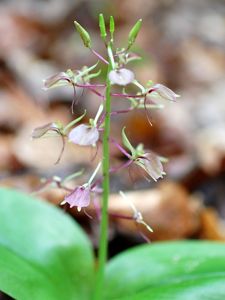 (Liparis lililfolia). Considered globally secure, threats to the orchid include swamp habitat being drained and insecticides that kill the flies which pollinate the plant.