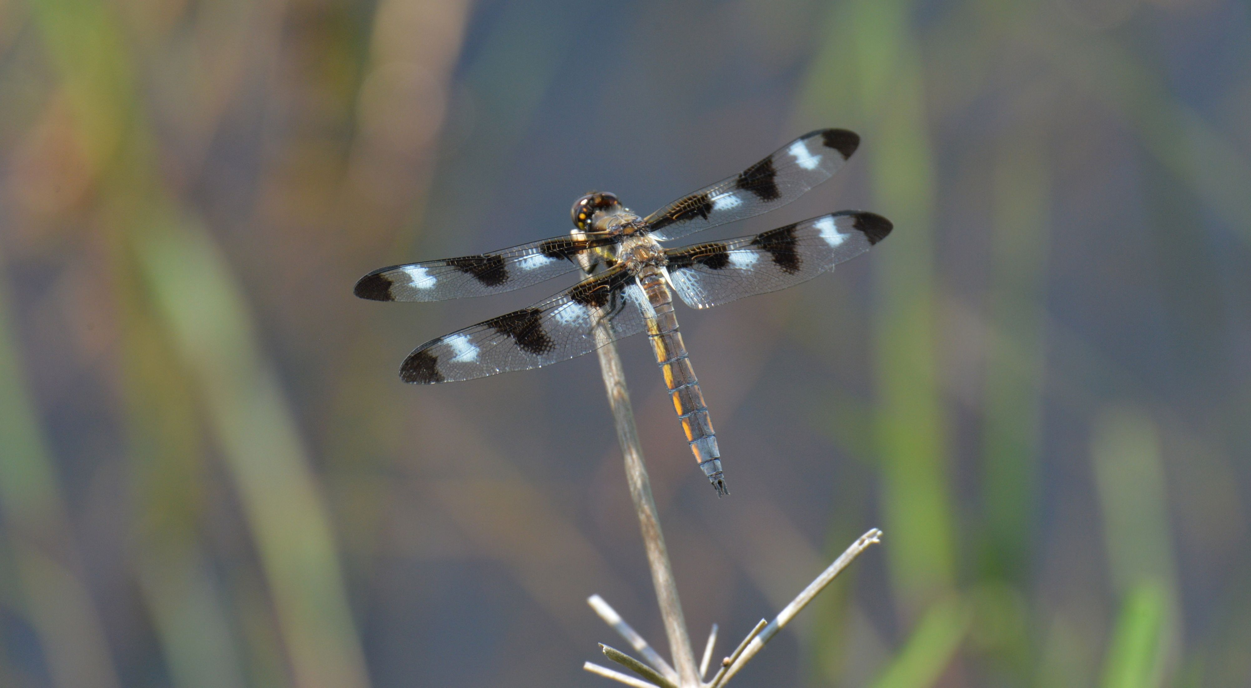 Twelve spotted skimmer dragonfly on a reed 