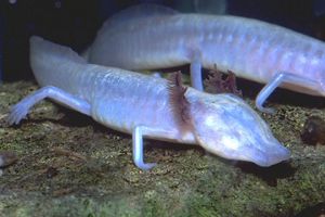 A pink salamander with frilly external gills and no eyes.