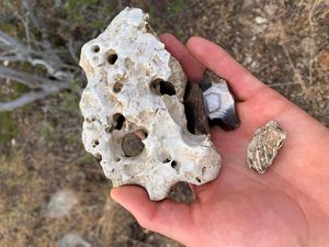 A closeup of a hand holding a large piece of white limestone with many holes throughout it, along with two other small rocks.