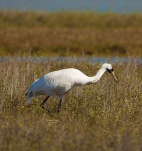 A large white bird walks through tall marshy grass.