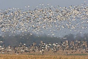 A collection of birds move about on the ground and in the sky.