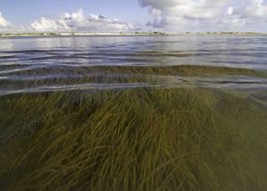 Long, green blades of seagrass sway beneath lapping waves, creating a meadow on the shallow, sandy Gulf shore.
