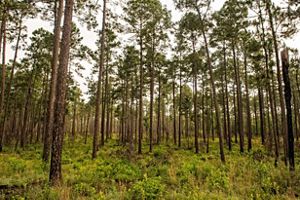 A dense forest of skinny pine trees.