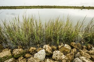 Marsh grass grows at a bay's edge lined with rocks.