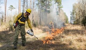 A TNC Texas fire crew member ignites a prescribed burn to consume plant fuels on the forest floor using a drip torch, while two fire practitioners sit on ATVs in the background.