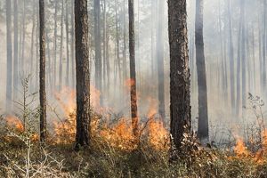 Flames burn on the forest floor while tall pine trees remain unharmed.