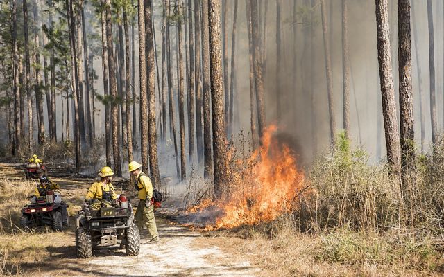 Flames lick at forest habitat as two fire practitioners sit on ATVs on a trail serving as a firebreak, while a third fire practitioner stands speaking to the burn boss on his ATV.