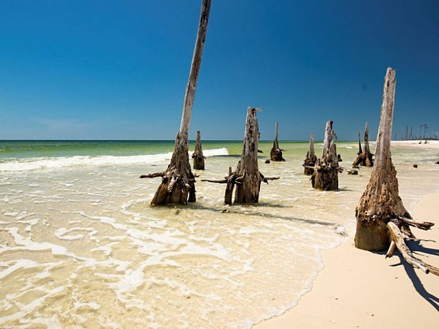 Long dead trees stand on a sandy beach as the tide washes onshore. 