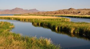 A desert river's banks are covered in reedy marshy plants and an island of the plants splits the river into two channels. The green vegetation contrasts against the red rock hills in the background.