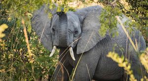 An elephant raises its trunk.