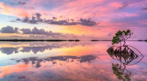 Lone mangrove in shallow water at sunset in the Florida Keys.