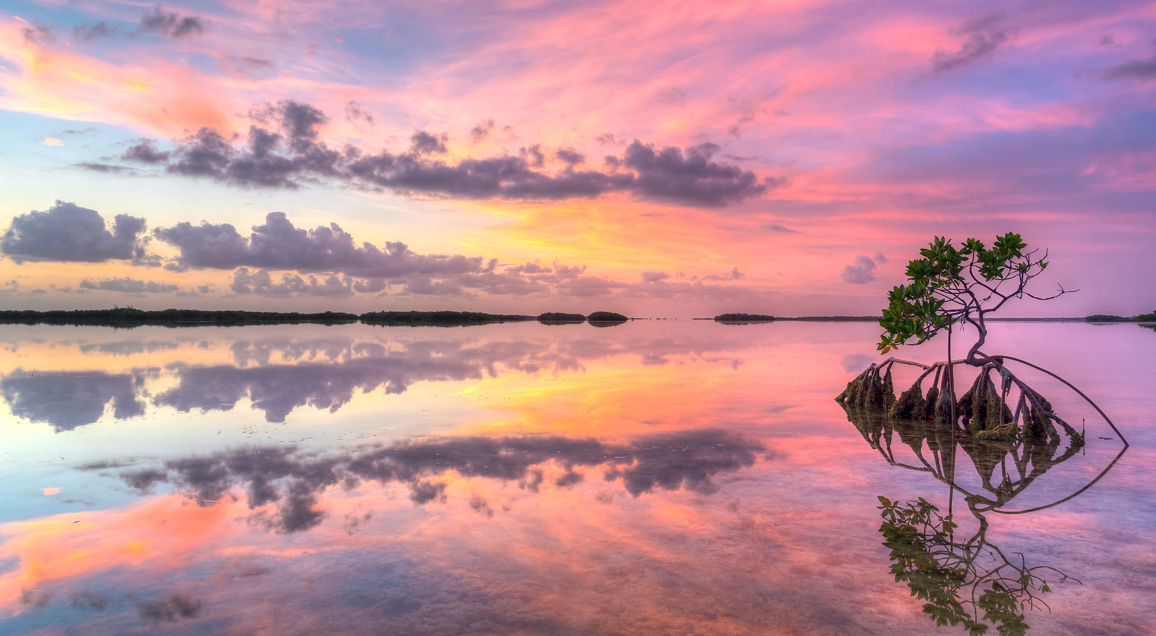 A large expanse of water glows orange and pink as it reflects the colors of the sun in a setting sky. A single small mangrove tree grows in the water in the foreground.