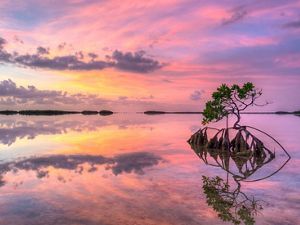 Lone mangrove in shallow water at sunset in the Florida Keys.