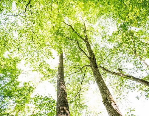 Tall trees with branches reaching up for the light.