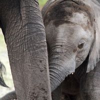 Baby elephant holding mothers trunk.
