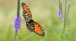 of a regal fritillary.