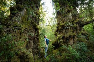 A Valdivian Coastal Reserve park guard stands between two giant Alerce trees covered in moss and leaves.