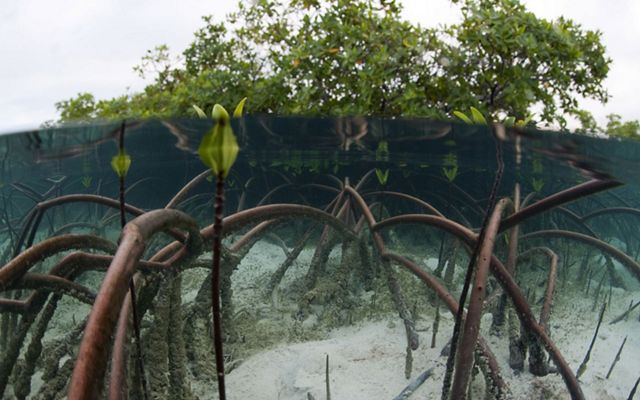 Mangrove displaying impressive arching underwater root system in the Exuma Cays Land and Sea Park, Bahamas.
