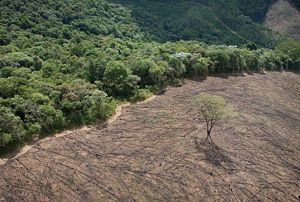 Forest being ravished by deforestation.
