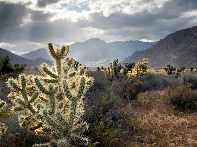 The Mojave desert scrublands of Red Rock State Park are just one of the four ecoregions that collide at  Tehachapi, California. 