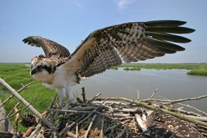 An osprey with brown and black wings and head and a white underside stands on a nest with its wings outstretched with marshlands in the background.