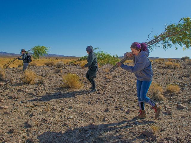 Three people carry small, thin trees over their shoulders as they walk across a dry landscape.