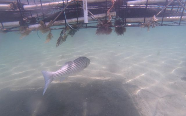Underwater photo of a striped fish swimming under an oyster cage.