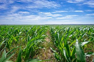 Close up of corn field.